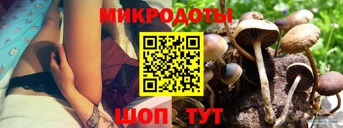 Псилоцибиновые грибы Psilocybine cubensis Минусинск